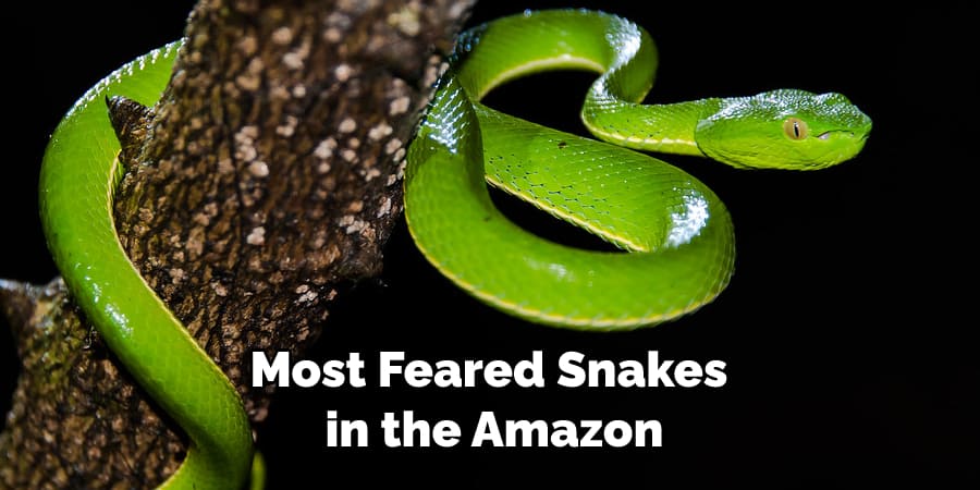 Most Feared Snakes in the Amazon