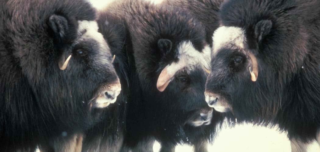 Muskox Spiritual Meaning, Symbolism and Totem