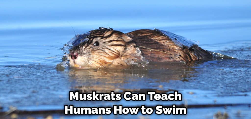 Muskrats Can Teach Humans How to Swim