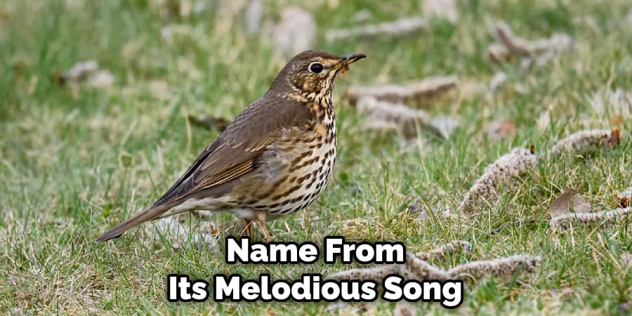 Name From Its Melodious Song
