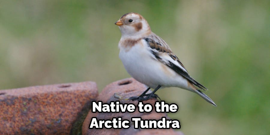 Native to the Arctic Tundra