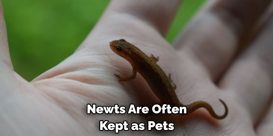Newts Are Often Kept as Pets