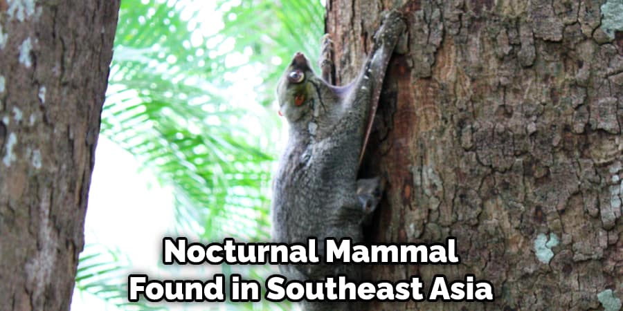 Nocturnal Mammal Found in Southeast Asia