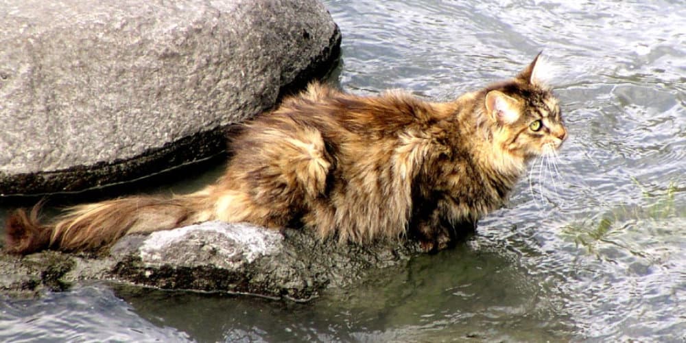Norwegian Forest Spiritual Meaning, Symbolism, and Totem