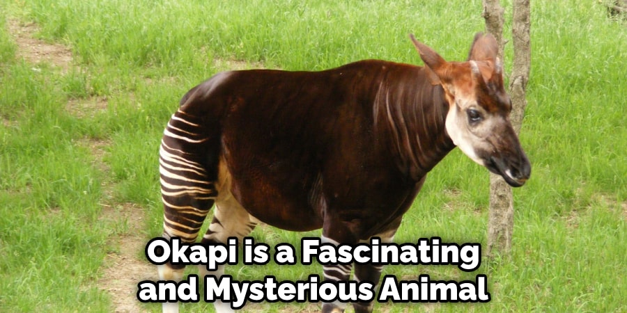 Okapi is a Fascinating and Mysterious Animal