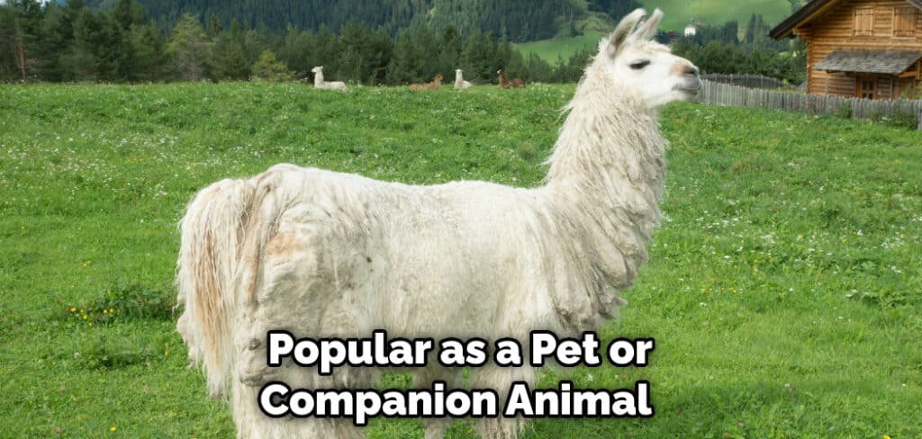 Popular as a Pet or Companion Animal 