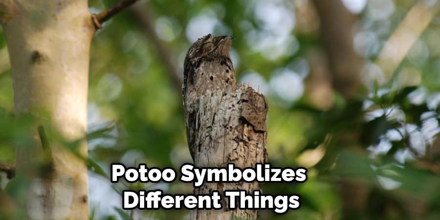 Potoo Symbolizes Different Things