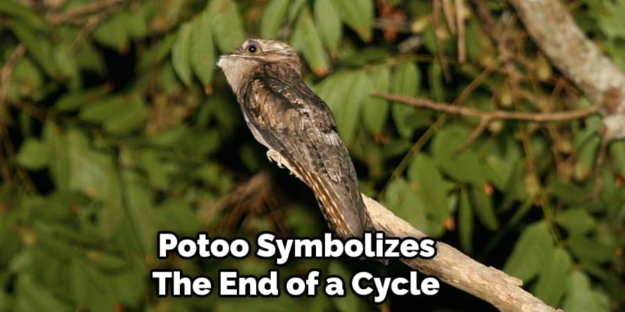 Potoo Symbolizes the End of a Cycle 