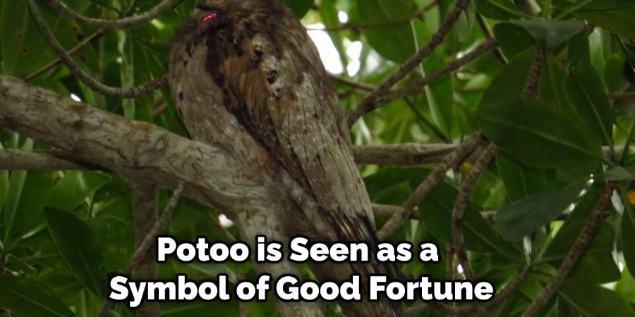 Potoo is Seen as a Symbol of Good Fortune