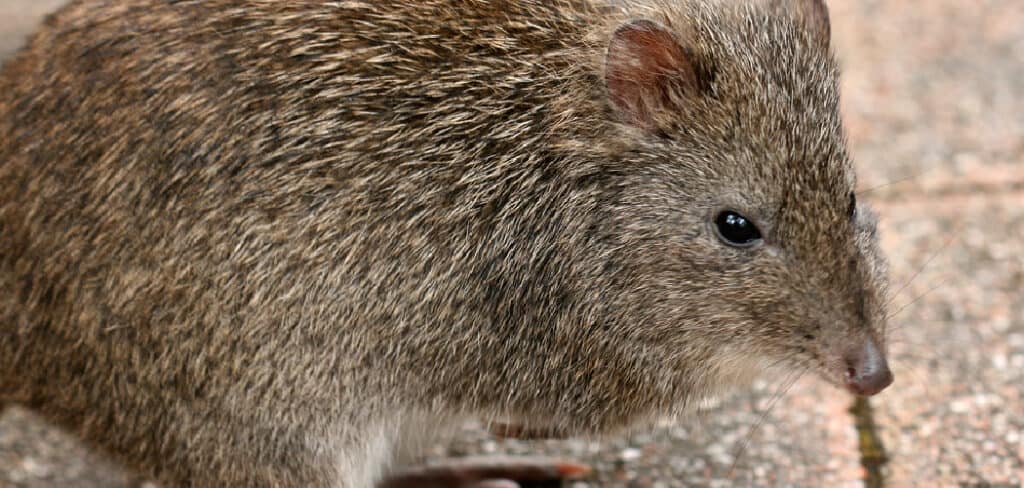 Potoroo Spiritual Meaning