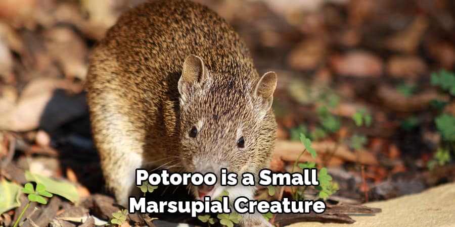 Potoroo is a Small Marsupial Creature