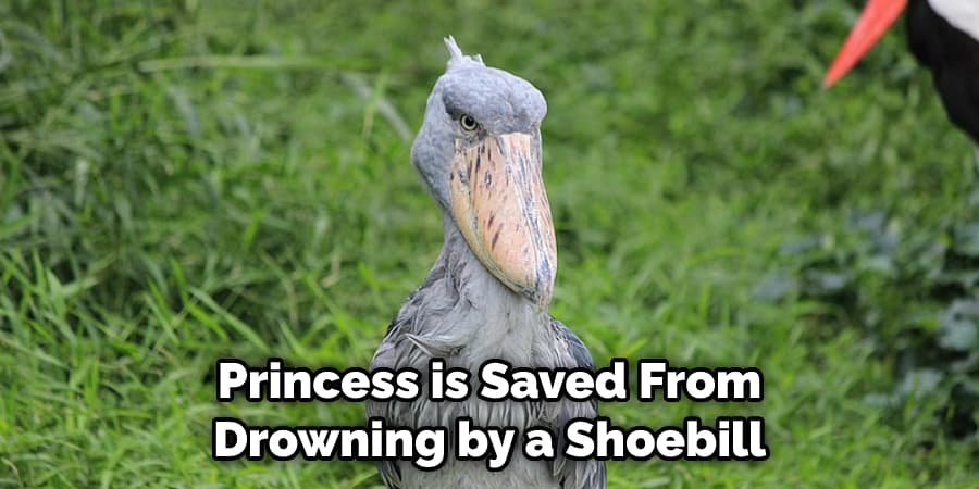 Princess is Saved From Drowning by a Shoebill