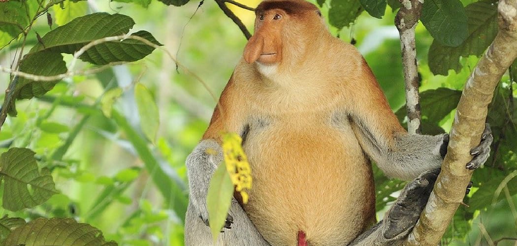 Proboscis Monkey Spiritual Meaning