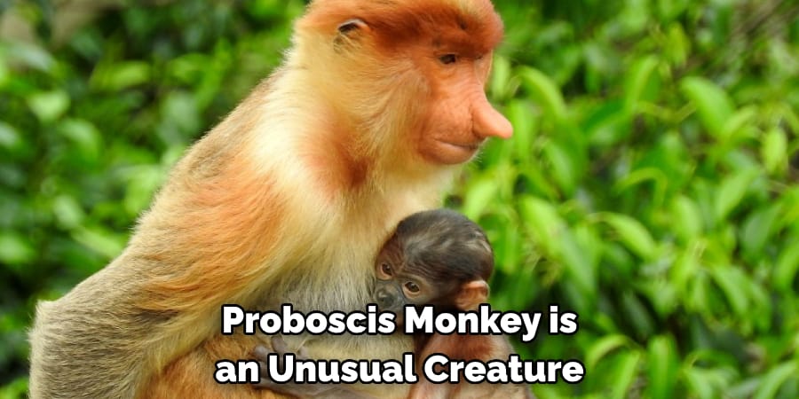 Proboscis Monkey is an Unusual Creature