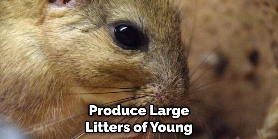 Produce Large Litters of Young