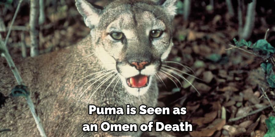 Puma is Seen as an Omen of Death