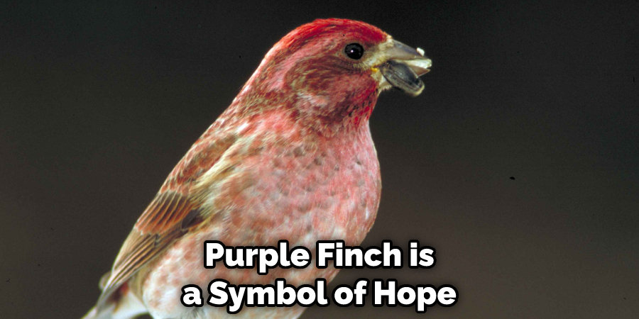 Purple Finch is a Symbol of Hope