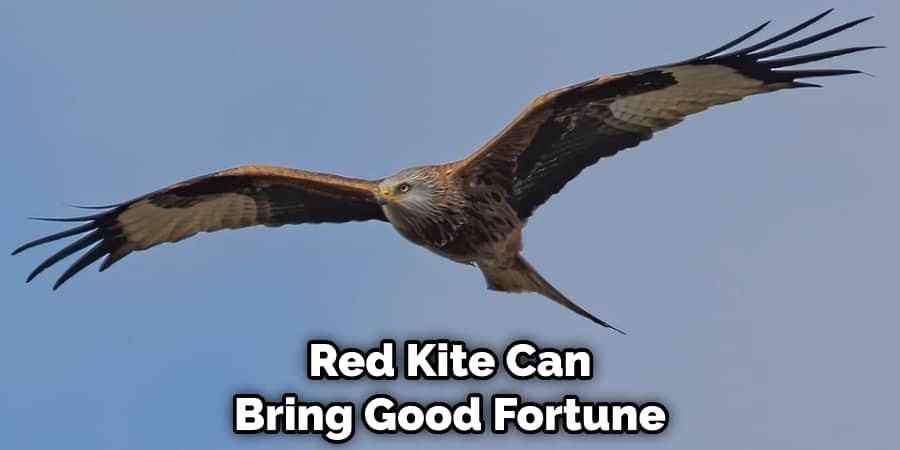 Red Kite Can Bring Good Fortune