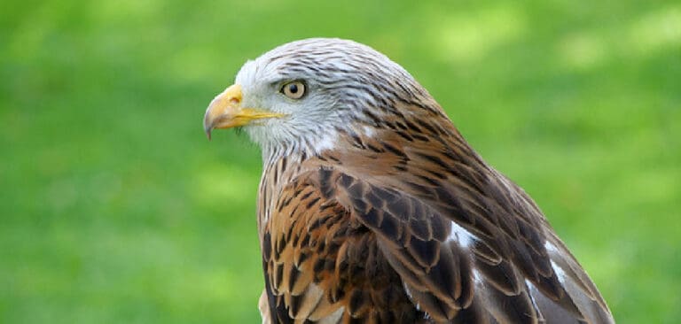 red-kite-spiritual-meaning-symbolism-and-totem-explanation