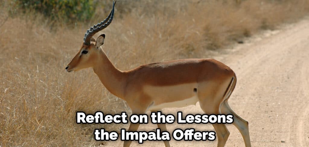 Reflect on the Lessons the Impala Offers