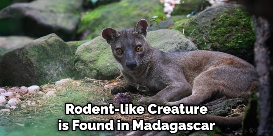 Rodent-like Creature is Found in Madagascar