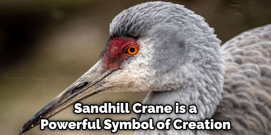 Sandhill Crane is a Powerful Symbol of Creation