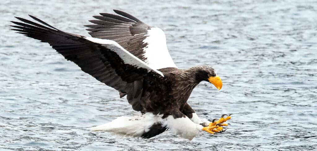 Sea Eagle Spiritual Meaning