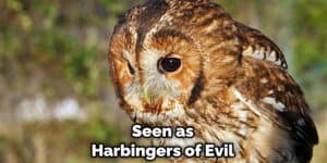 Tawny Owl Spiritual Meaning, Symbolism and Totem | Instructions