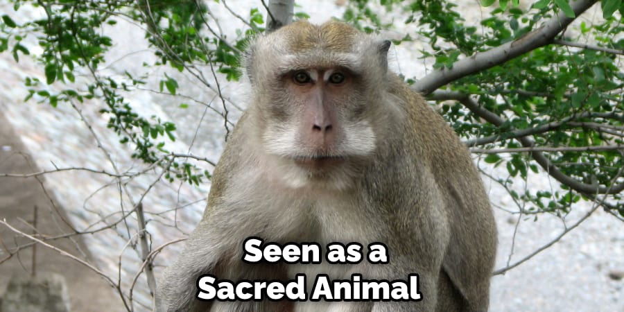 Seen  as a Sacred Animal