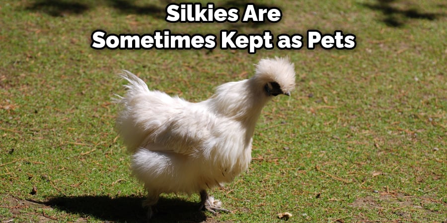 Silkies Are Sometimes Kept as Pets