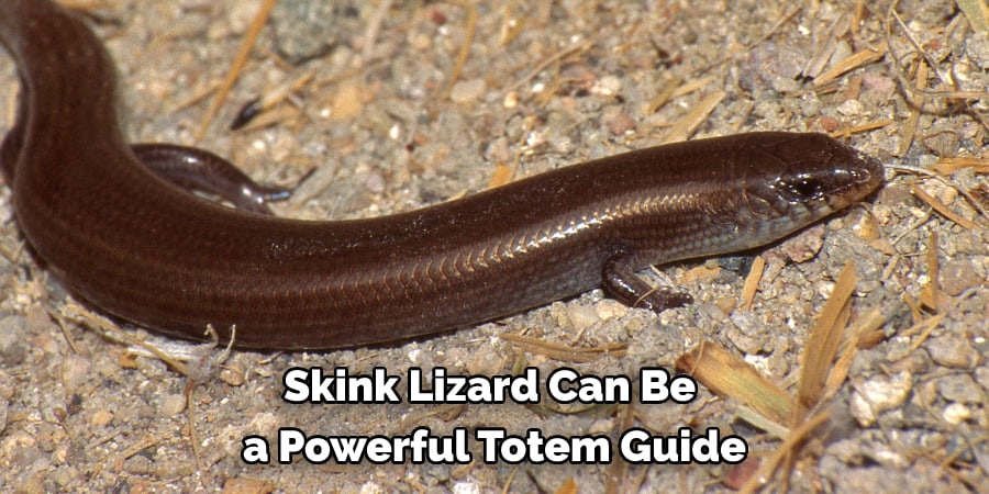 Skink Lizard Can Be a Powerful Totem Guide