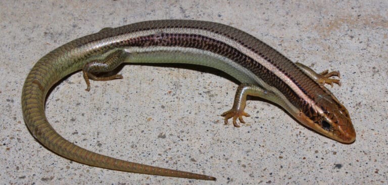 skink-lizard-spiritual-meaning-symbolism-and-totem-2022