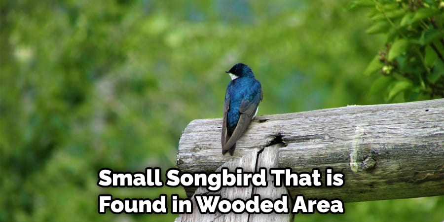 Small Songbird That is Found in Wooded Area