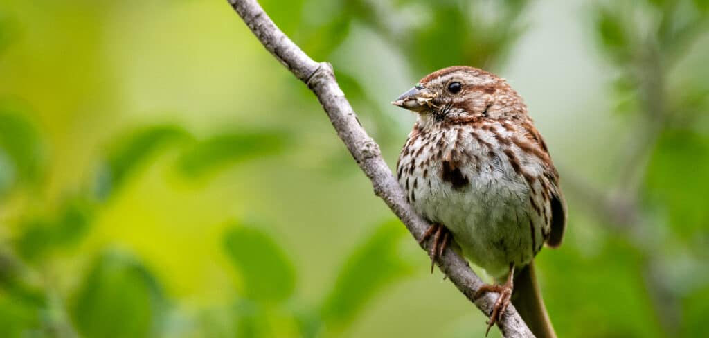 Song Sparrow Spiritual Meaning