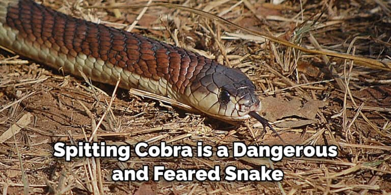 Spitting Cobra Spiritual Meaning, Symbolism and Totem | (2022)