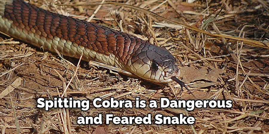 Spitting Cobra is a Dangerous and Feared Snake