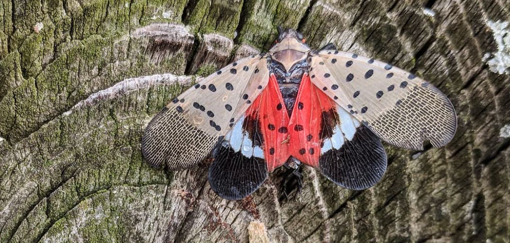 Spotted Lanternfly Spiritual Meaning, Symbolism and Totem