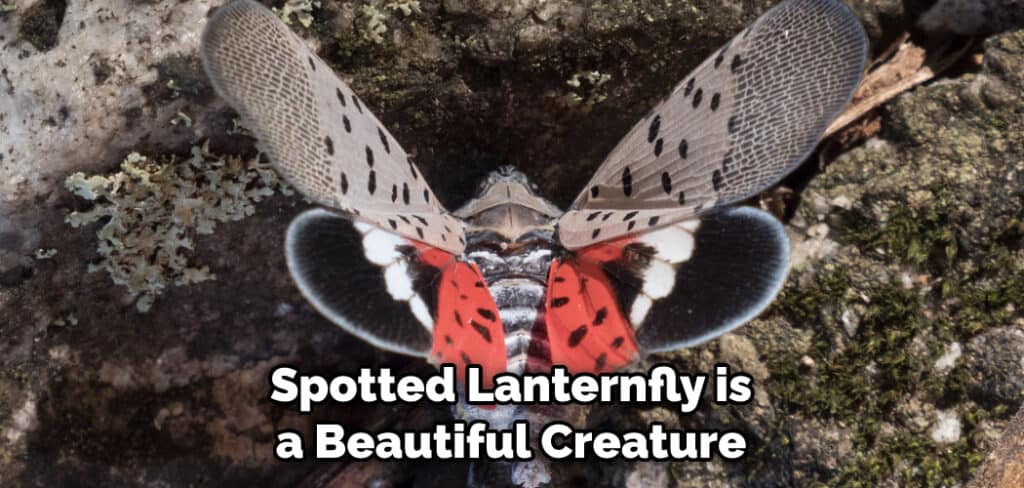 Spotted Lanternfly is a Beautiful Creature