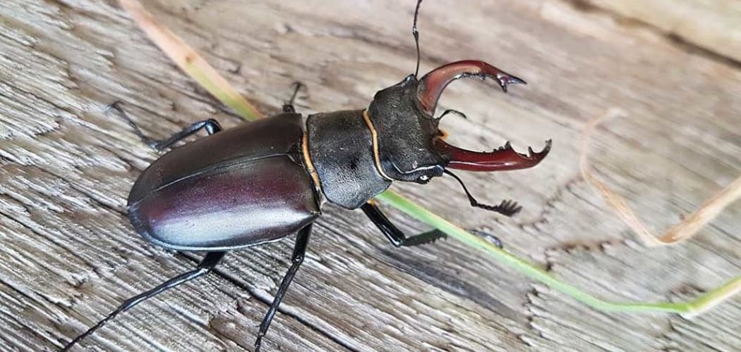 Stag Beetle Spiritual Meaning, Symbolism and Totem