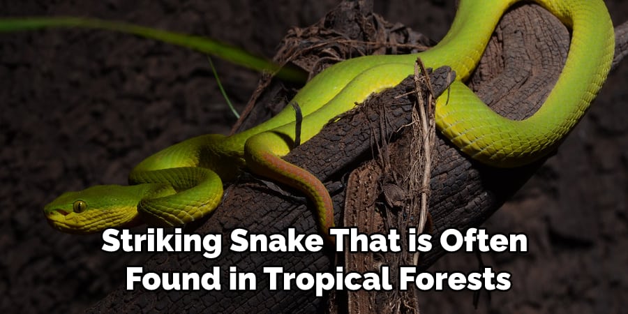Striking Snake That is Often Found in Tropical Forests