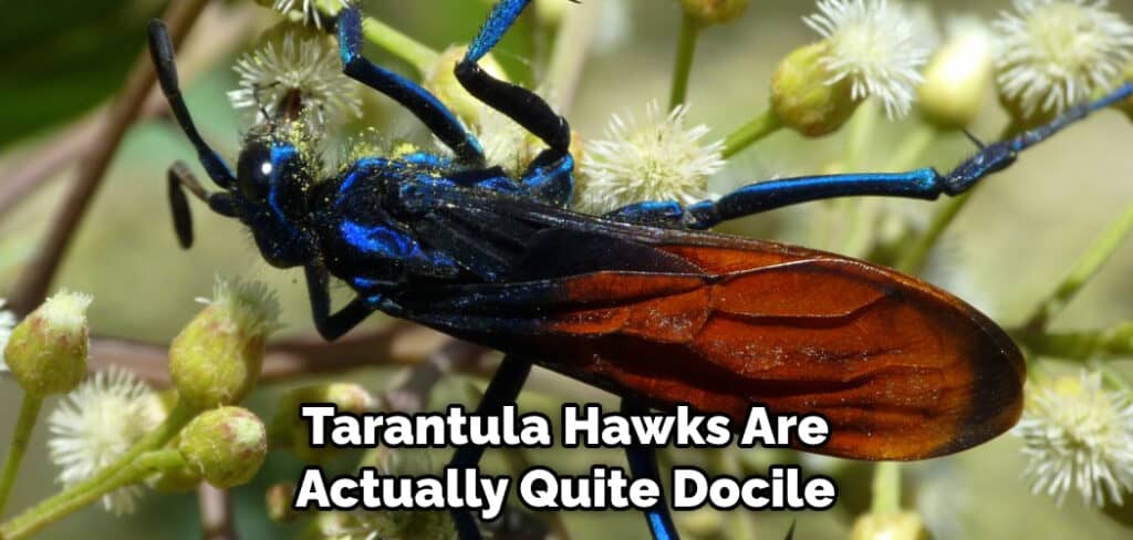 Tarantula Hawks Are Actually Quite Docile