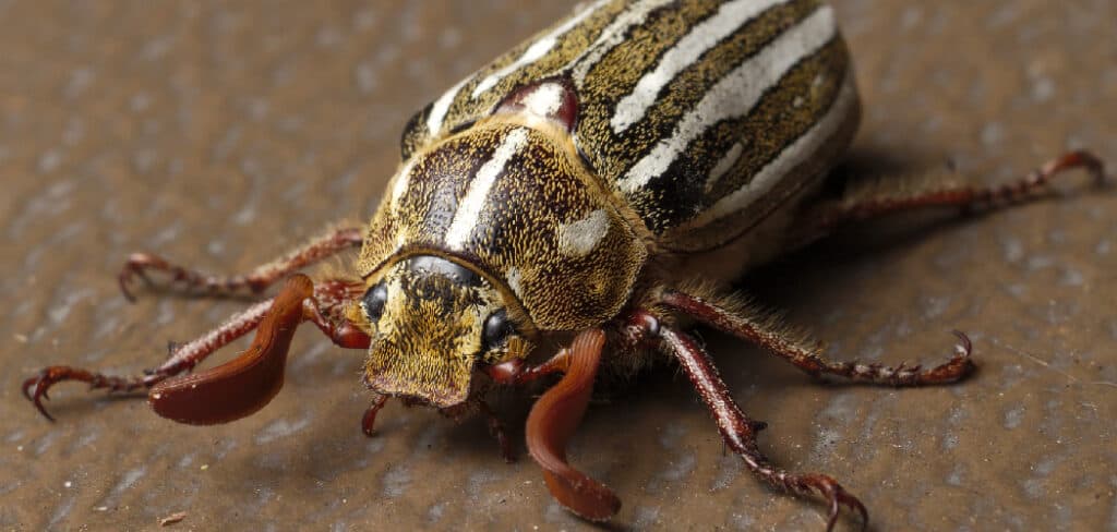 Ten-Lined June Beetle Spiritual Meaning, Symbolism and Totem