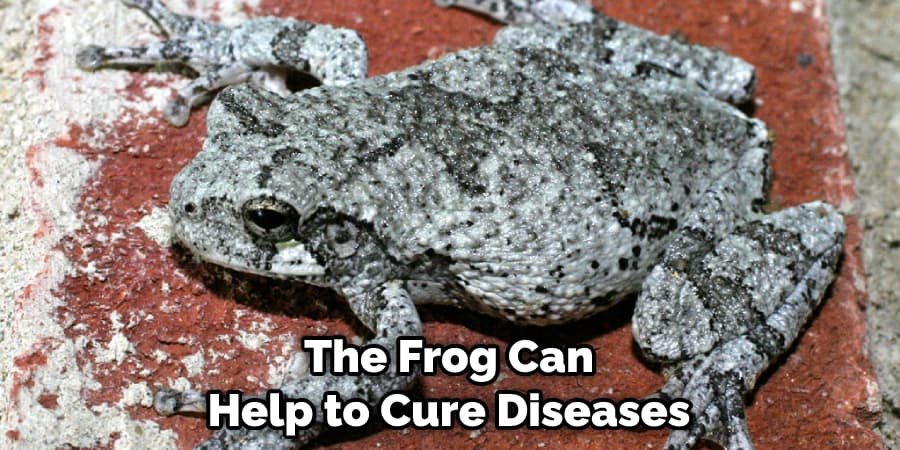 The Frog Can Help to Cure Diseases