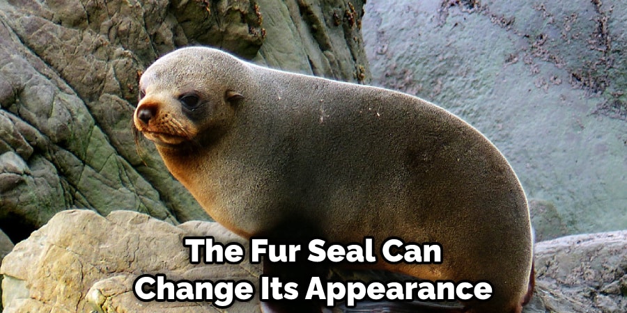 The Fur Seal Can Change Its Appearance