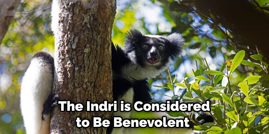 The Indri is Considered to Be Benevolent 