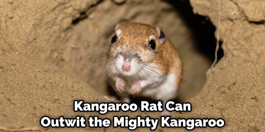 The Kangaroo Rat Can Even Outwit the Mighty Kangaroo