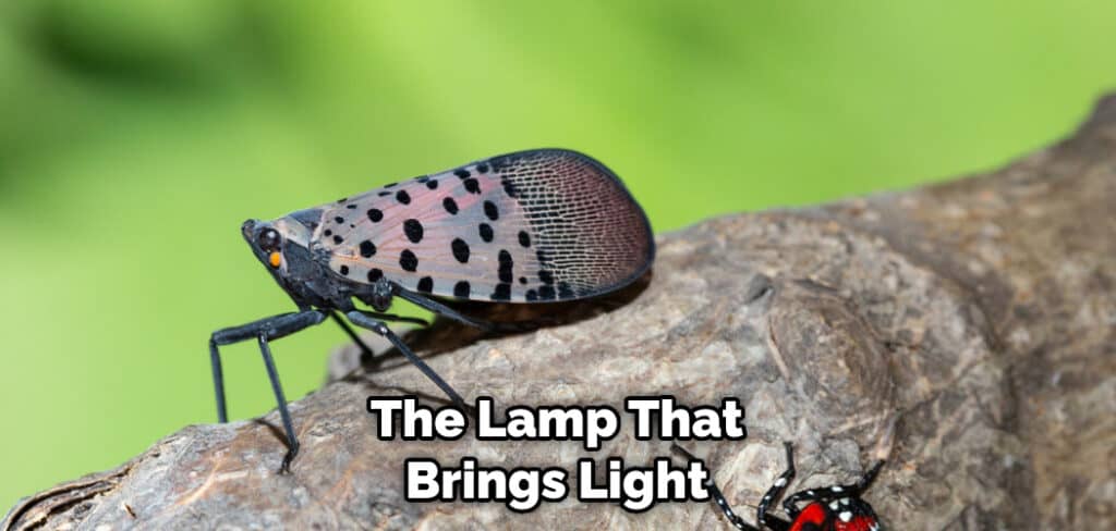 The Lamp That Brings Light