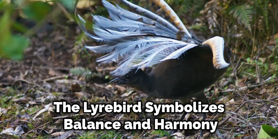 The Lyrebird Symbolizes Balance and Harmony