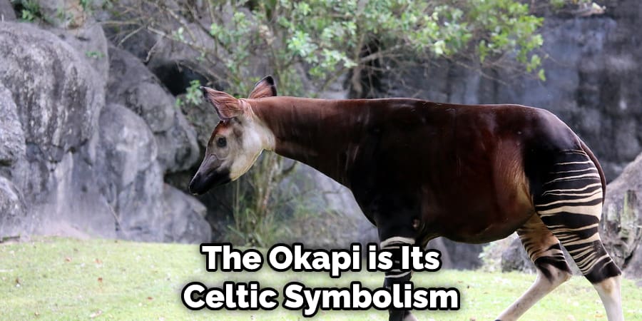 The Okapi is Its Celtic Symbolism