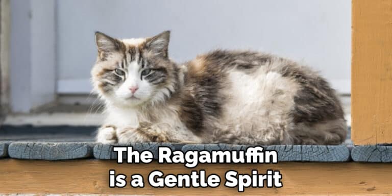 Ragamuffin Spiritual Meaning, Symbolism, and Totem | (2025)